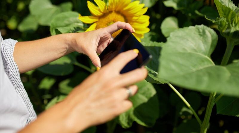Jak uprawiać i troszczyć się o słoneczniki dekoracyjne w ogrodzie - porady dotyczące terminów siewu i odmian zalecanych