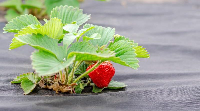 Suszenie się i plamienie liści truskawki oraz pojawienie się nalotu na owocach – Objawy chorobowe w uprawie